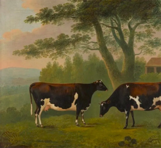 STUDY OF TWO COWS JOHN BOULTBEE